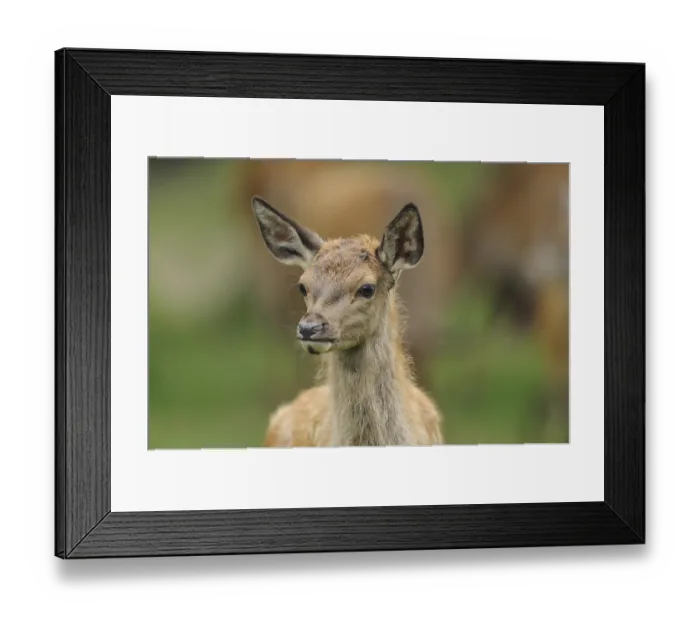 Framed Print : A fawn stands attentively in the forest and peers around curiously