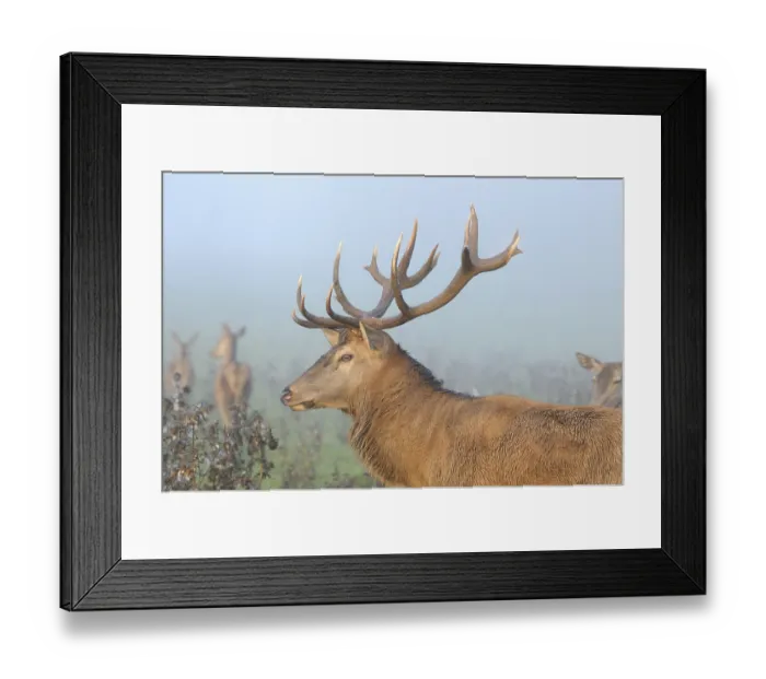 Framed Print : Profile of a stag with antlers Framed Print : Profile of a stag with antlers