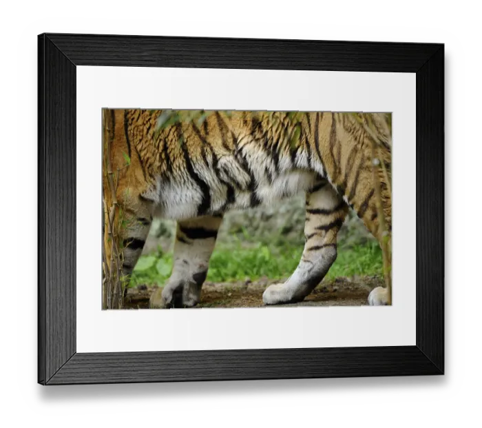 Framed Print : Close-up of the legs of a tiger with striped fur in a natural environment Framed Print : Close-up of the legs of a tiger with striped fur in a natural environment