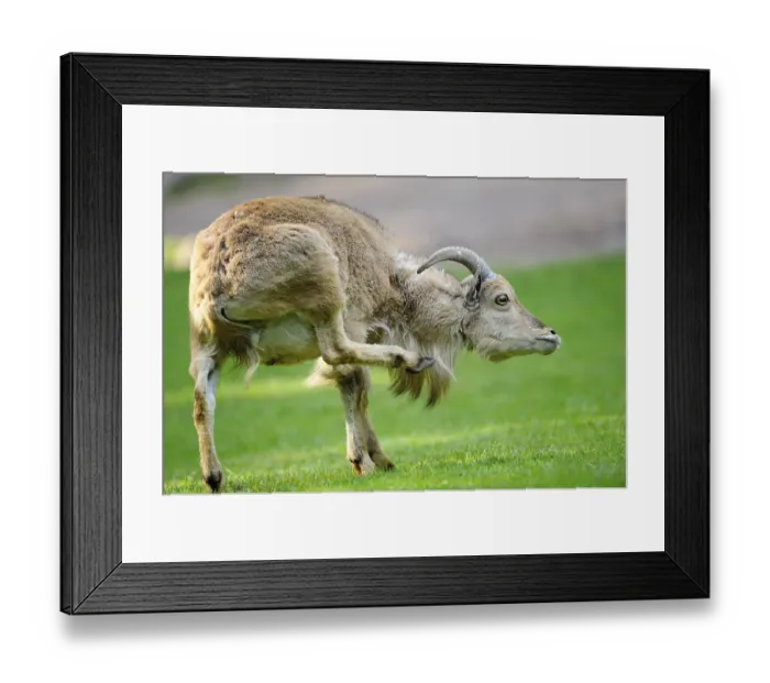 Framed Print : A wild sheep raises its leg in a meadow