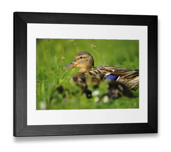 Framed Print : A duck lying in the grass with its chicks Framed Print : A duck lying in the grass with its chicks