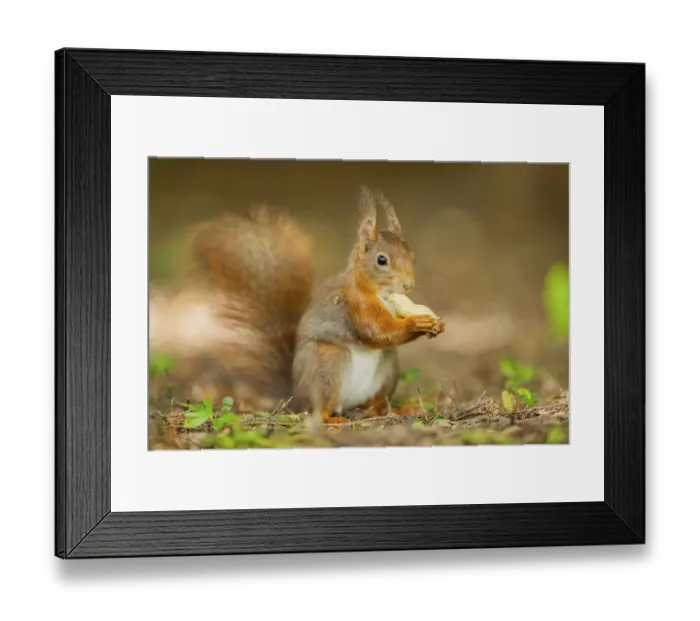Framed Print : Red squirrel (Sciurus vulgaris) in a forest Framed Print : Red squirrel (Sciurus vulgaris) in a forest