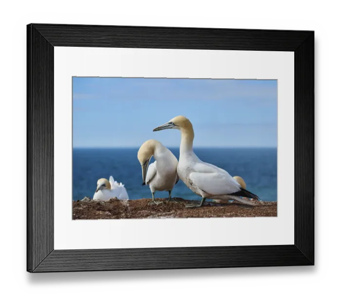 Framed Print : Northern gannet (Morus bassanus) greet each other with their beaks in the colony