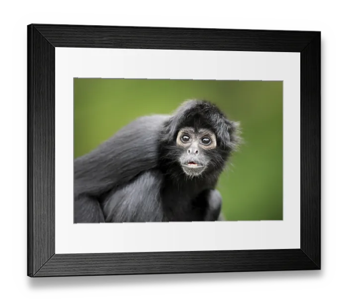 Framed Print : Brown-headed spider monkey, (Ateles fusciceps robustus)