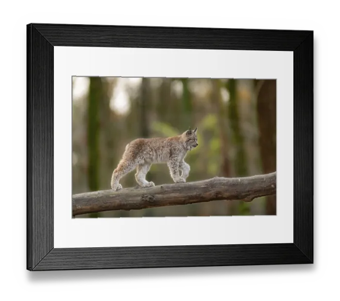 Framed Print : Lynx (Lynx lynx), young animal balanced over tree trunk Framed Print : Lynx (Lynx lynx), young animal balanced over tree trunk