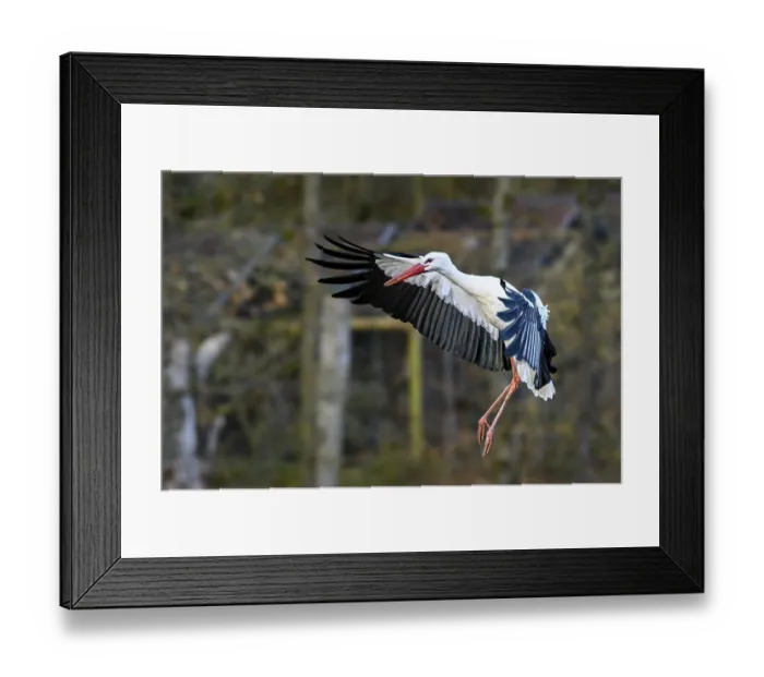 Framed Print : A stork (Ciconia) landing in an autumnal forest with its wings spread out