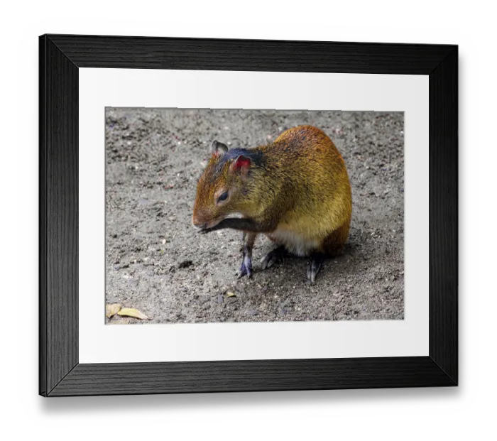 Framed Print : Black-backed agouti (Dasyprocta prymnolopha)