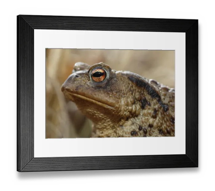 Framed Print : Common toad (Bufo bufo), female