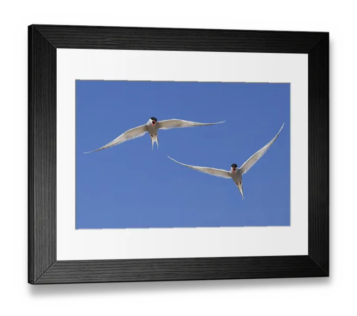 Framed Print : Arguing Arctic terns (Sterna paradisaea) in flight