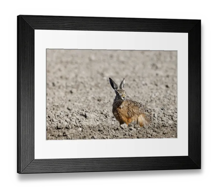 Framed Print : European hare (Lepus europaeus) on a freshly ploughed