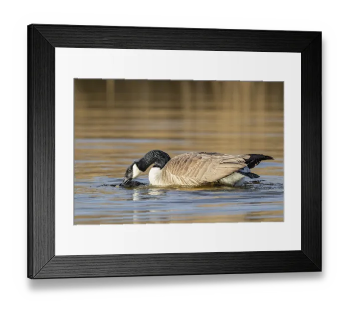 Framed Print : A pair of Canada geese mating, Lake Uemmingen