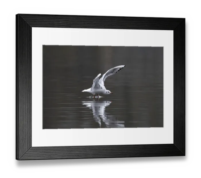 Framed Print : A black-headed gull in flight, Lake Kemnader Framed Print : A black-headed gull in flight, Lake Kemnader