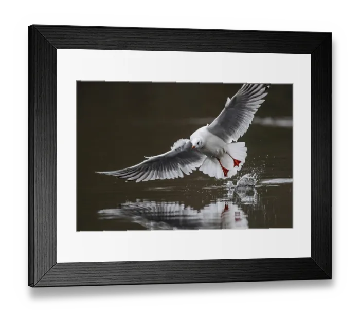 Framed Print : A black-headed gull in flight, Lake Kemnader