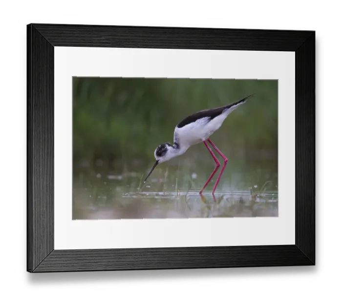 Framed Print : Black-winged Stilt (Himantopus himantopus) foraging Framed Print : Black-winged Stilt (Himantopus himantopus) foraging