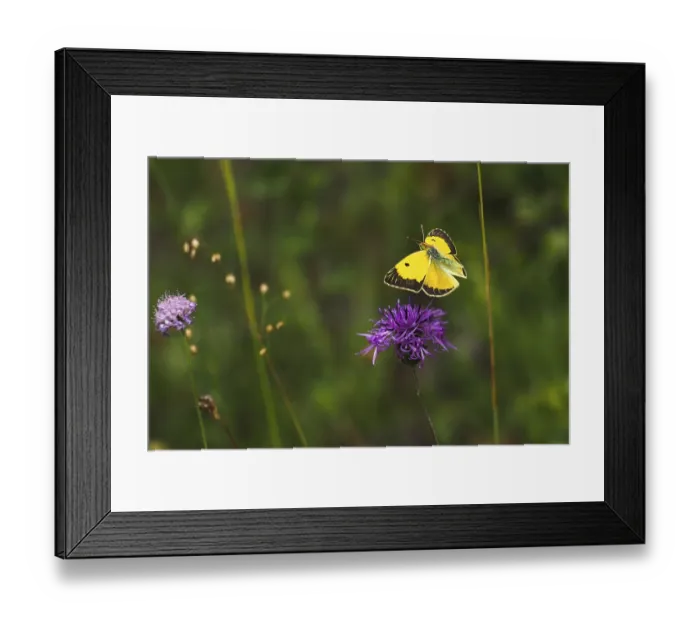 Framed Print : Postillon, also dark clouded yellow (Colias croceus) Framed Print : Postillon, also dark clouded yellow (Colias croceus)