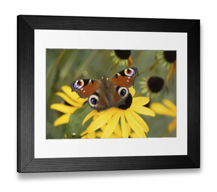 Framed Print : A peacock butterfly (Inachis io) resting on a blooming yellow flower in nature