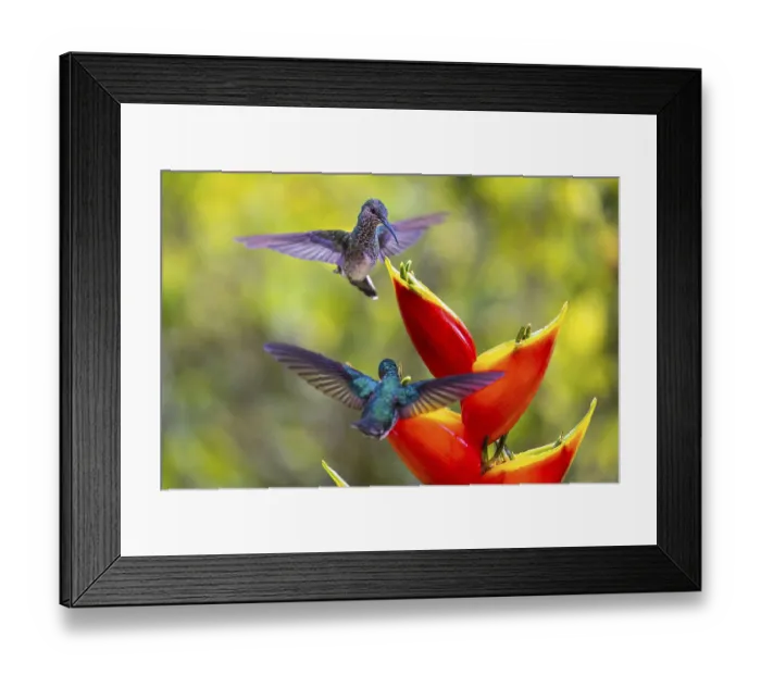 Framed Print : Two White-naped hummingbird (Trochilidae) in flight (Florisugra mellivora) Framed Print : Two White-naped hummingbird (Trochilidae) in flight (Florisugra mellivora)