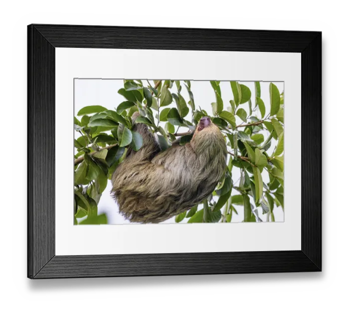 Framed Print : Two-fingered sloth (Choloepus)