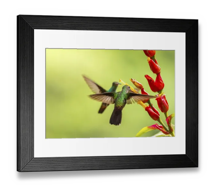 Framed Print : Green-fronted Brilliant Hummingbird (Heliodoxa jacula)