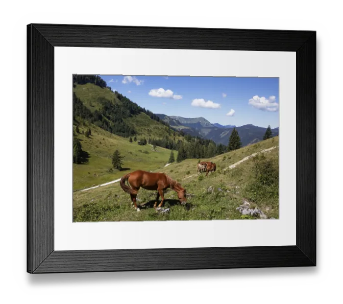 Framed Print : Horses in the pasture, Niedergadenalm Framed Print : Horses in the pasture, Niedergadenalm