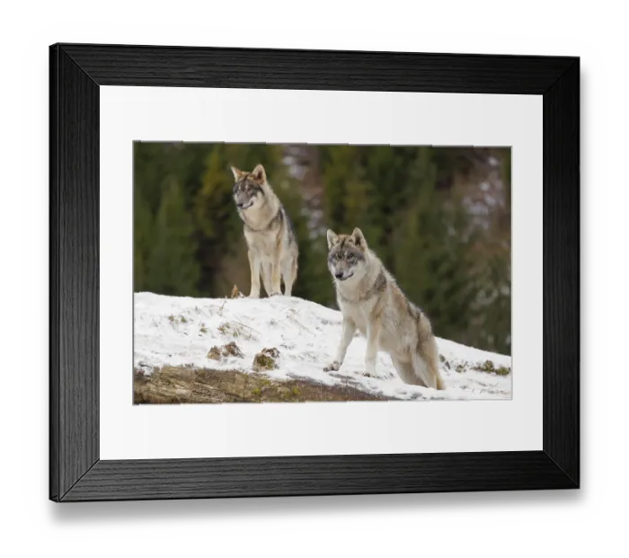 Framed Print : Two young grey wolves (Canis lupus lupus) stand on a snow-covered hill behind a fallen tree on a cold Framed Print : Two young grey wolves (Canis lupus lupus) stand on a snow-covered hill behind a fallen tree on a cold