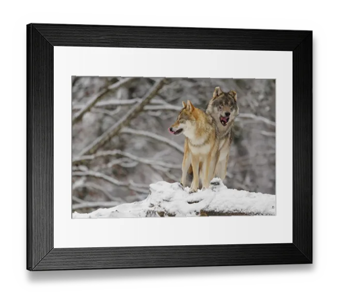 Framed Print : A male grey wolf (Canis lupus lupus)