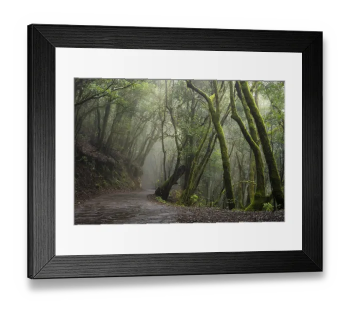 Framed Print : Hiking trail in the cloud forest Framed Print : Hiking trail in the cloud forest
