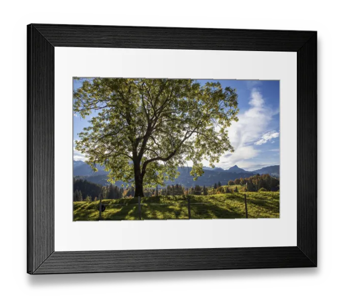 Framed Print : Autumn coloured trees, autumn atmosphere