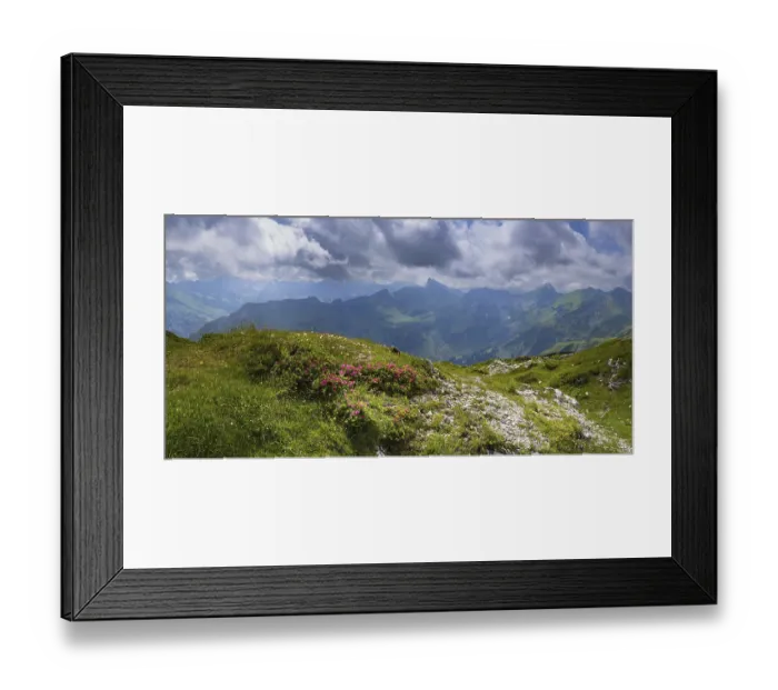 Framed Print : Alpine rose blossom, rhododendron Framed Print : Alpine rose blossom, rhododendron