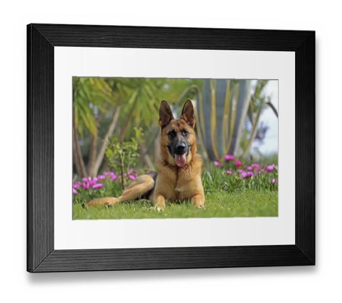 Framed Print : Shepherd dog, flowers, lying in the grass Framed Print : Shepherd dog, flowers, lying in the grass