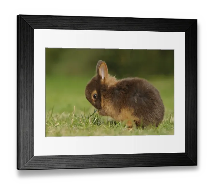 Framed Print : Cute rabbit kitten cleaning itself in the grass Framed Print : Cute rabbit kitten cleaning itself in the grass
