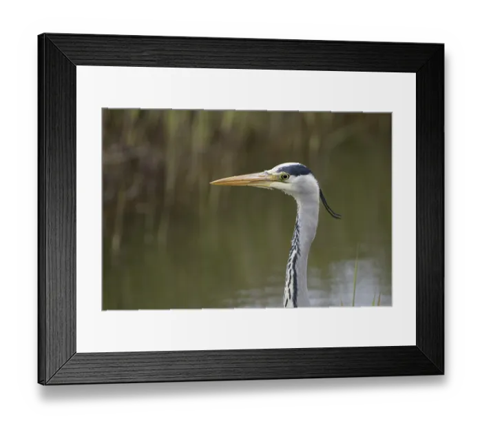 Framed Print : Graureiher (Ardea cinerea), Grey Heron Framed Print : Graureiher (Ardea cinerea), Grey Heron