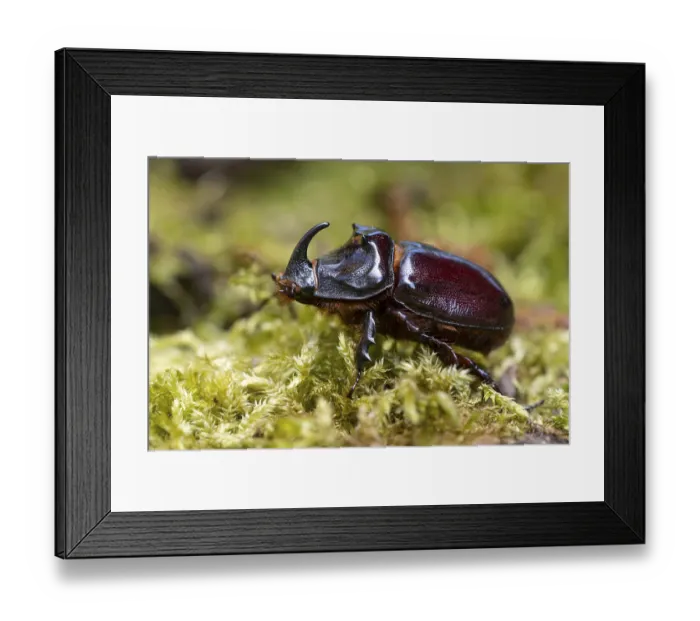 Framed Print : Rhinoceros beetle (Oryctes nasicornis)