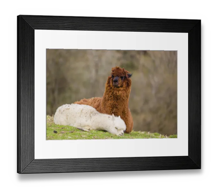 Framed Print : A brown female Alpaca (Vicugna pacos) and its white young rest on a green meadow Framed Print : A brown female Alpaca (Vicugna pacos) and its white young rest on a green meadow