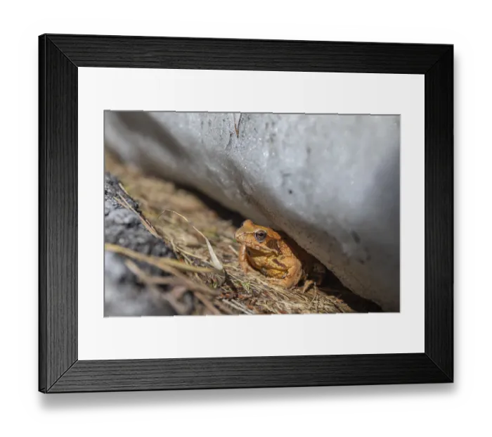 Framed Print : One common frog, Rana temporaria Framed Print : One common frog, Rana temporaria
