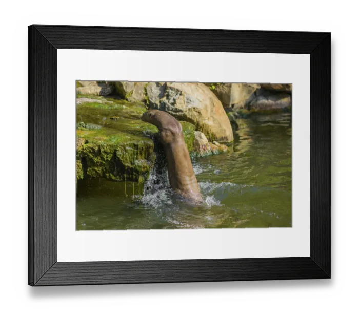Framed Print : One giant otter or giant river otter (Pteronura brasiliensis)