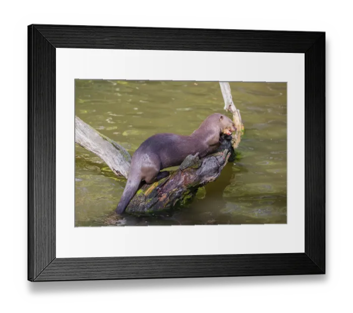 Framed Print : A giant otter or giant river otter (Pteronura brasiliensis) sits on a rotten tree and eats a fish Framed Print : A giant otter or giant river otter (Pteronura brasiliensis) sits on a rotten tree and eats a fish