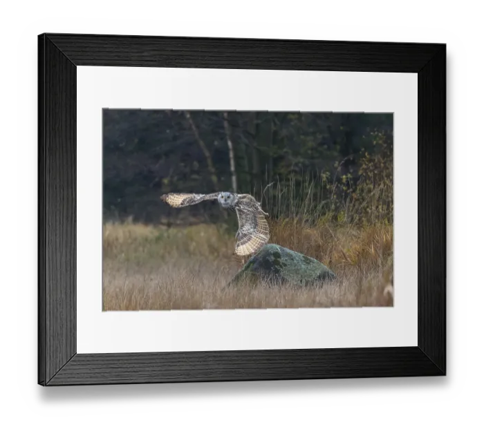 Framed Print : One Siberian Eagle Owl (Bubo bubo sibiricus) flying over tall reed grass lakeshore on an autumnal misty cold morning