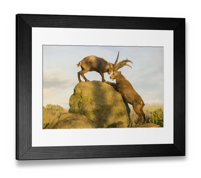 Framed Print : Two male ibex (Capra ibex) playing on a rock in the last light of the day