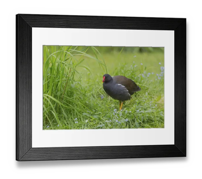 Framed Print : One common moorhen (Gallinula chloropus) Framed Print : One common moorhen (Gallinula chloropus)