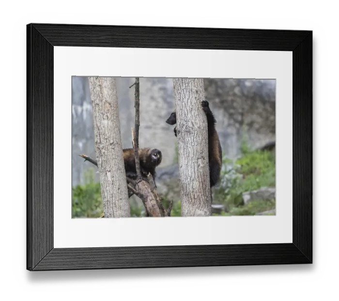 Framed Print : Two wolverine, (Gulo gulo), playfighting in a tree Framed Print : Two wolverine, (Gulo gulo), playfighting in a tree