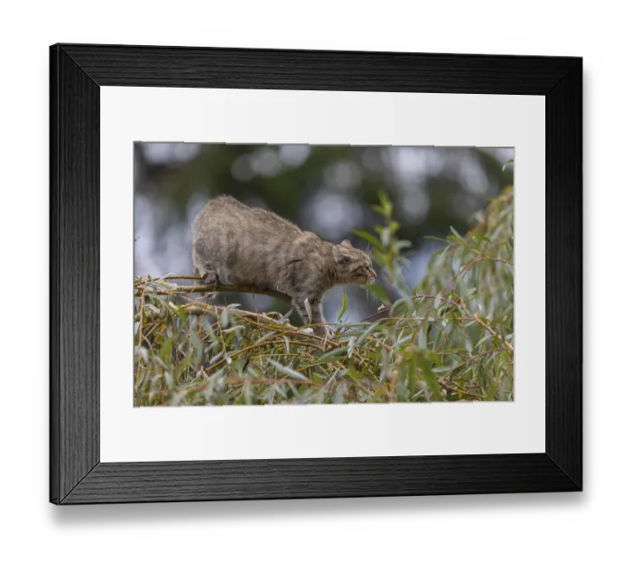 Framed Print : One young European wildcat, Felis silvestris silvestris