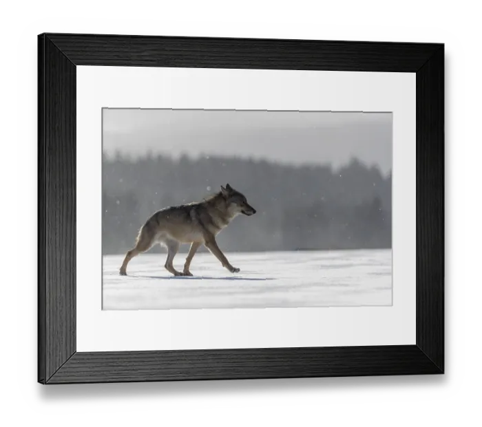 Framed Print : One male eurasian gray wolf (Canis lupus lupus) walking thru deep snow with a forest in the background