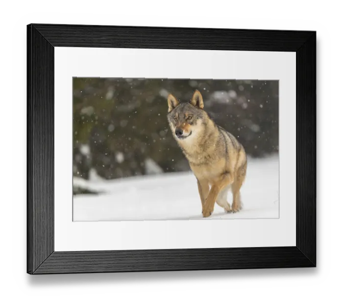 Framed Print : One male eurasian gray wolf (Canis lupus lupus) walking thru deep snow during snow fall Framed Print : One male eurasian gray wolf (Canis lupus lupus) walking thru deep snow during snow fall