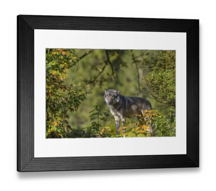 Framed Print : One eurasian gray wolf (Canis lupus lupus) standing on a small hill between fall foliage