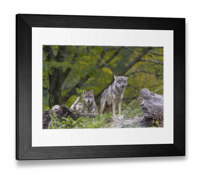 Framed Print : Two eurasian gray wolf (Canis lupus lupus)