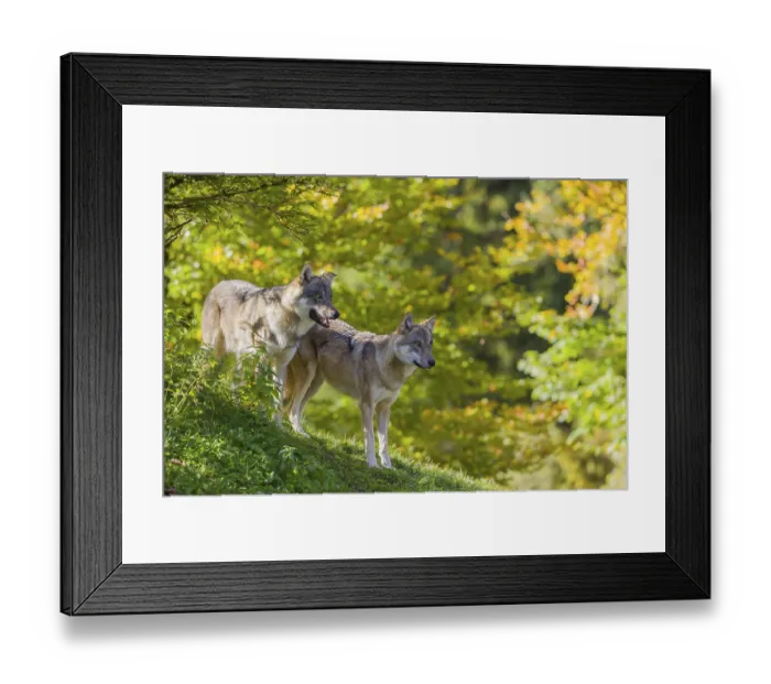 Framed Print : Two eurasian gray wolves (Canis lupus lupus) stand on a hill