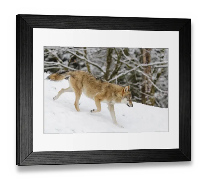 Framed Print : A young grey wolf (Canis lupus lupus) runs across the sloping Framed Print : A young grey wolf (Canis lupus lupus) runs across the sloping