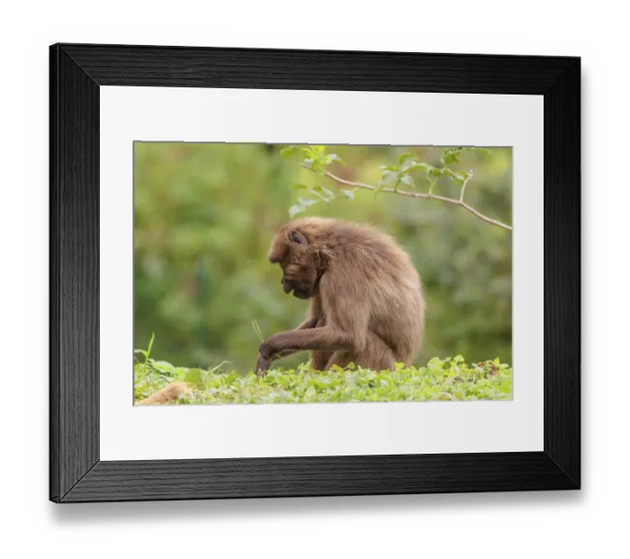 Framed Print : A female Gelada (Theropithecus gelada)