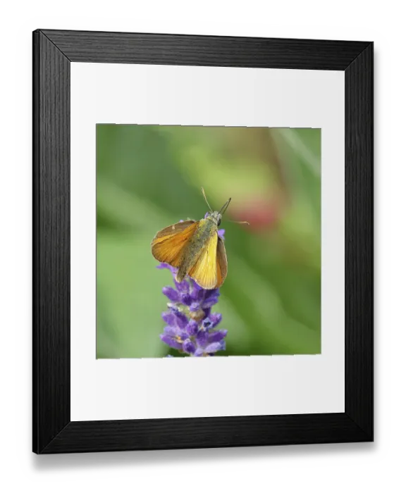 Framed Print : Large skipper (Ochlodes venatus) Framed Print : Large skipper (Ochlodes venatus)